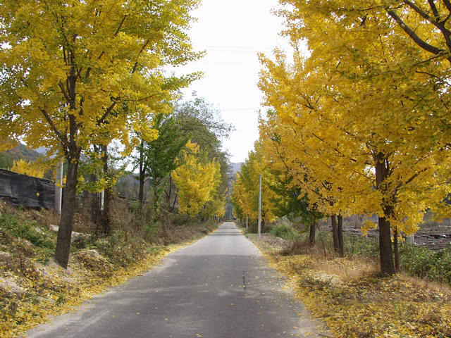 꽃과나무(Flower tree) 이미지